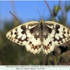 melanargia hylata talysh female ex ovo c